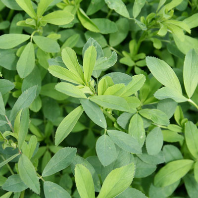 Erba medica