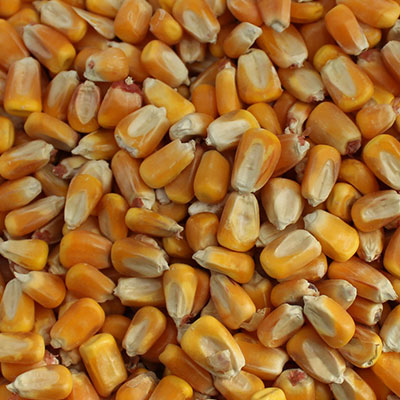 Farina di colza